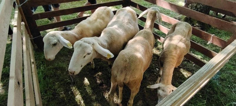 Društvo rejcev drobnice Bela krajina