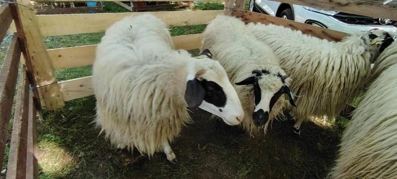 Povezovanje rejcev drobnice Črnomelj