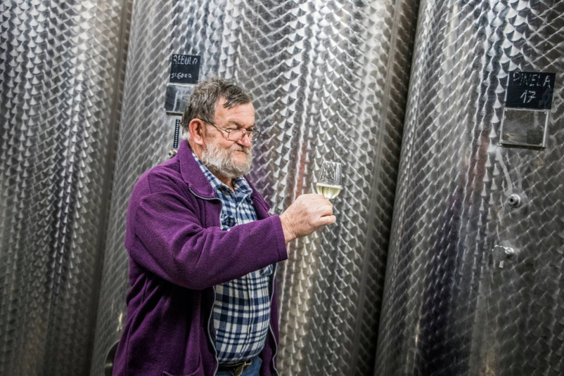 Vrhunska bela in rdeča vina Vipava