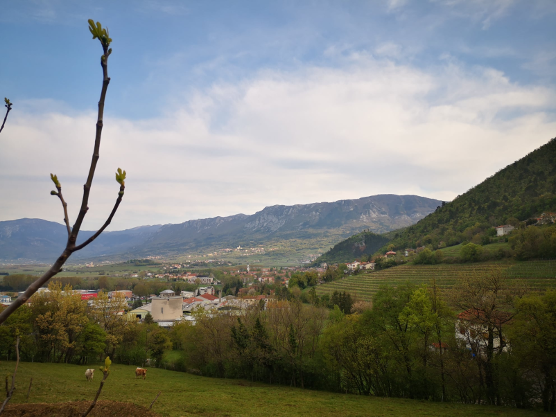 Prodaja belih in rdečih vin Vipava