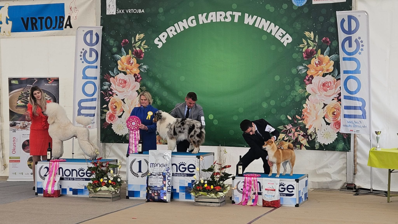 Razstave pasemskih psov Nova Gorica, Goriška, Slovenija