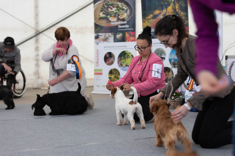 Razstave pasemskih psov Nova Gorica, Slovenija