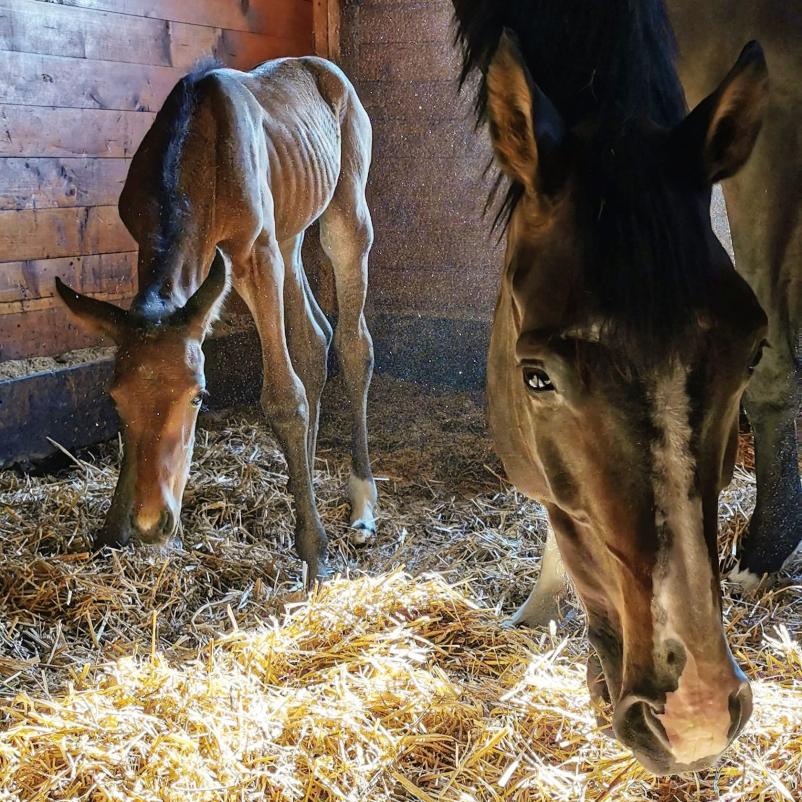 Jahalni klub v Domžalah