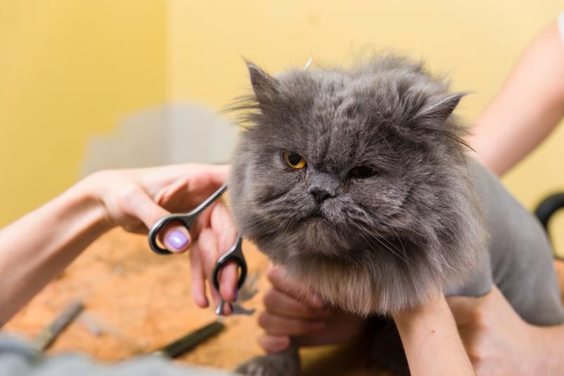 Striženje mačk Velenje