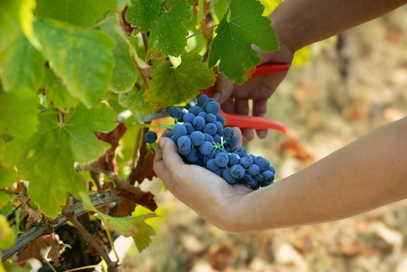 Sveža vina Santomas Primorska