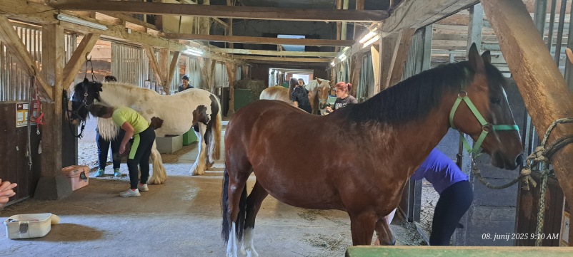 Terapije skozi delo s konji Savinjska