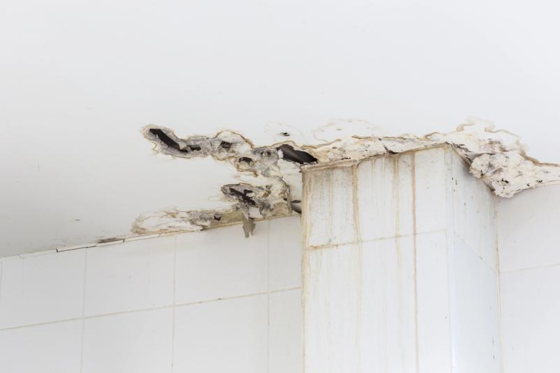 Uničevanje zidne plesni s čistili Slovenija