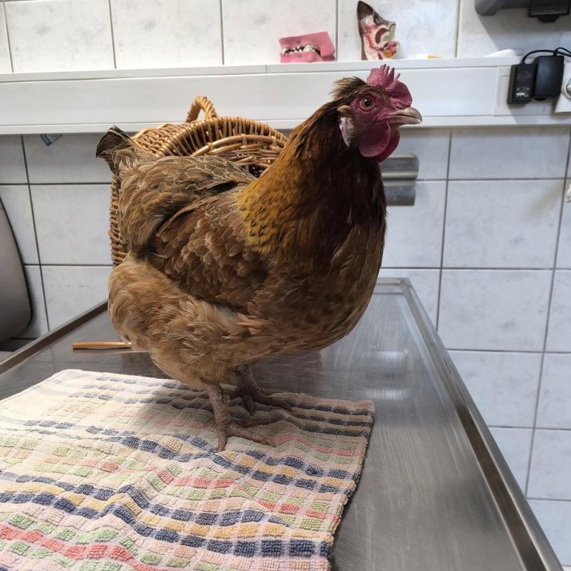 Veterinarska ambulanta za hišne ljubljenčke Ljutomer