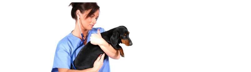 Veterinarska oskrba Pomurje