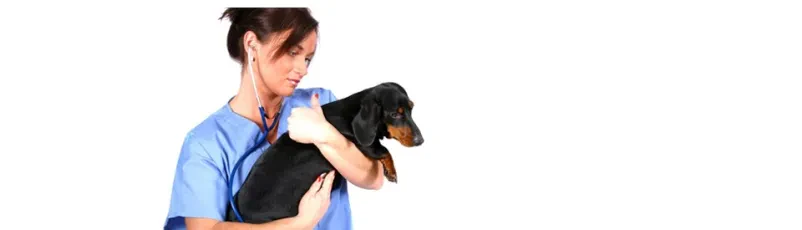 Veterinarska oskrba Pomurje
