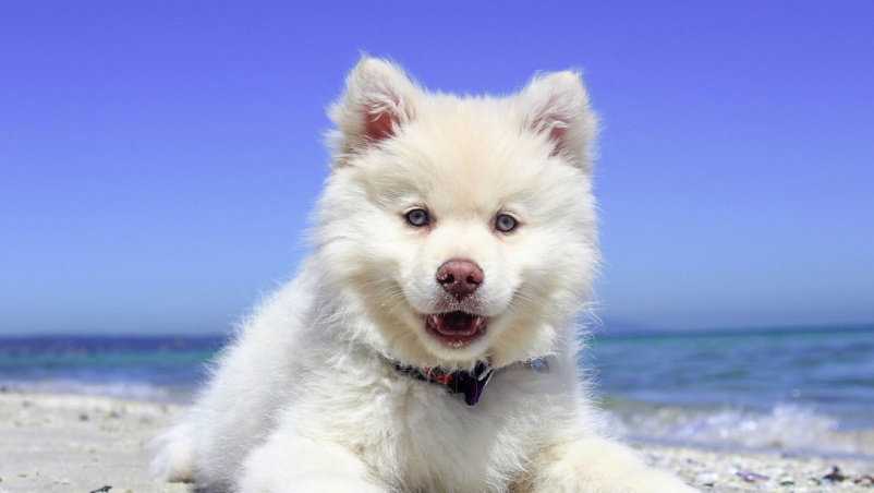 Veterinarska ambulanta za hišne ljubljenčke Osrednja Slovenija