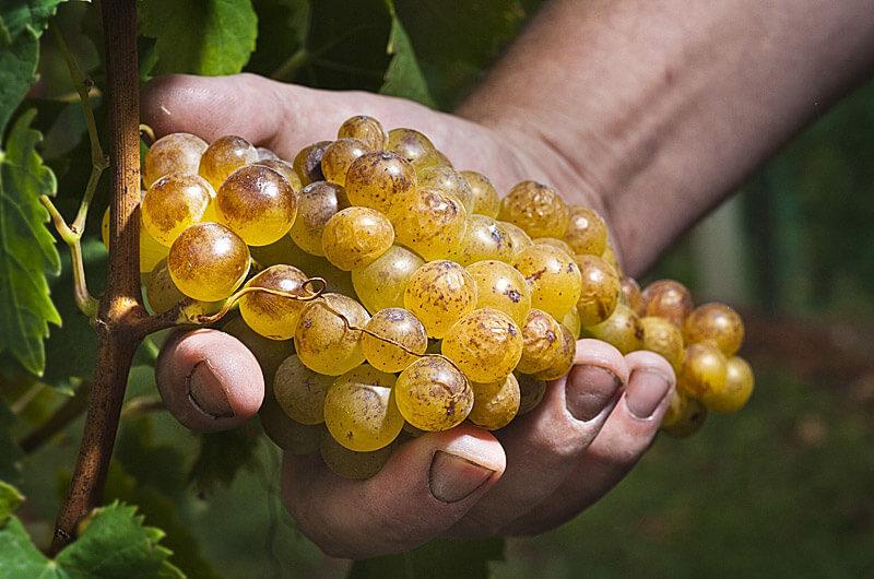 Ugodna vinoteka Dolenjska