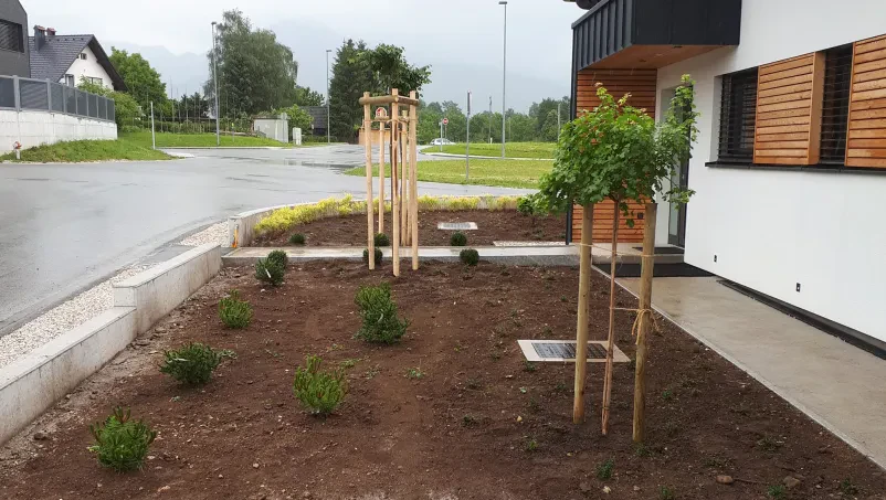 Sajenje dreves Bled