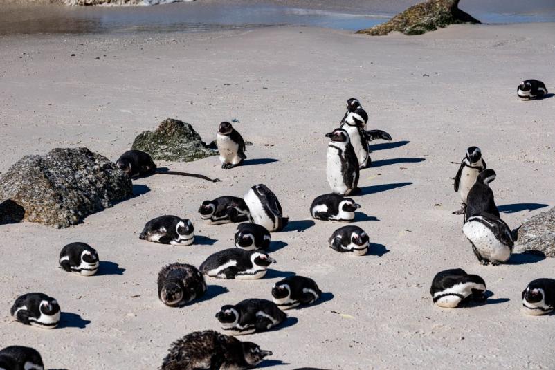 Počitnice v Južni Afriki