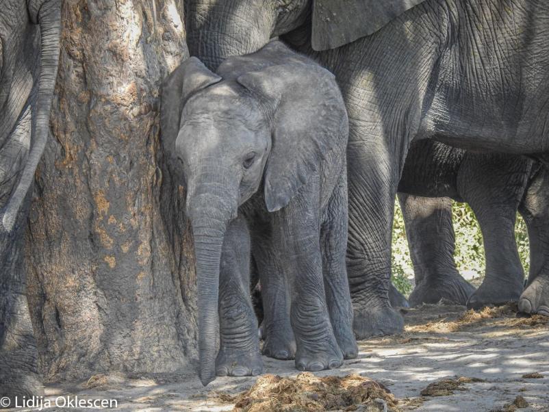 Obisk Južne Afrike in Viktorijinih slapov