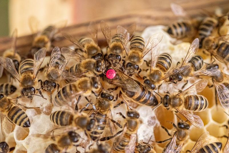 Beekeeping in Slovenia