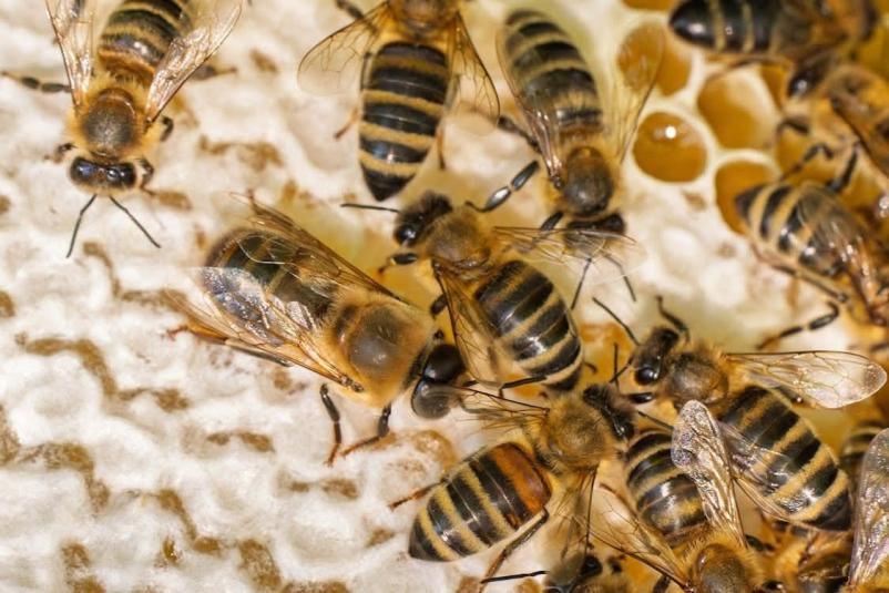 Queen breeding – precision and work in the beekeeping tradition