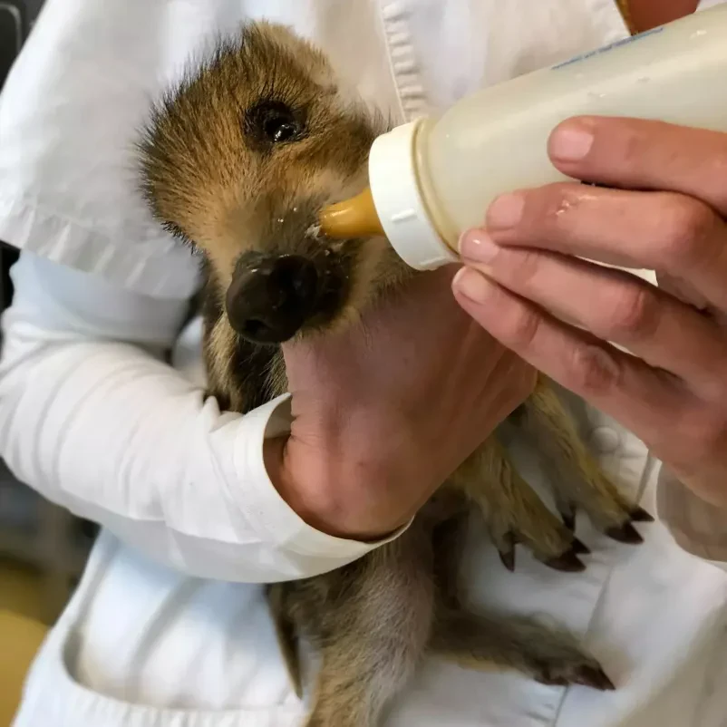 Dober dežurni veterinar Ljubljana