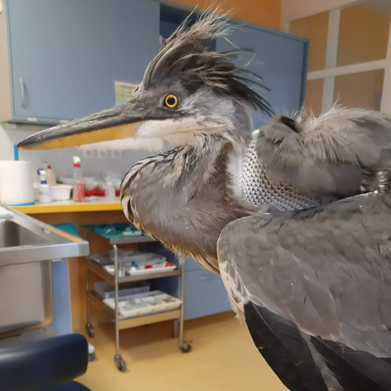 Najboljši dežurni veterinar Ljubljana Šiška