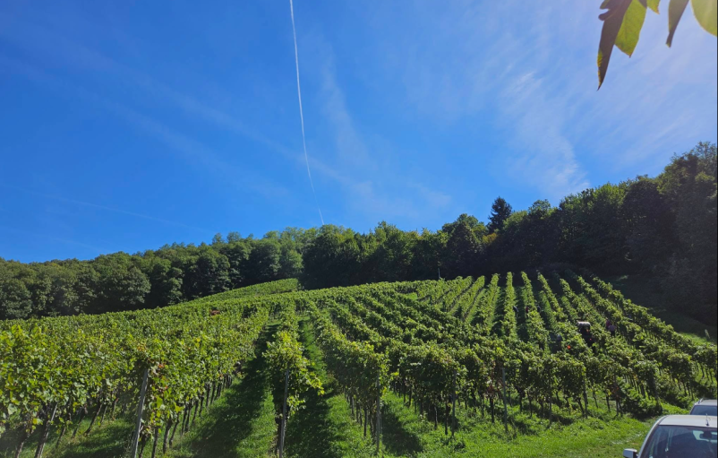 Pridelava cvička na Dolenjskem