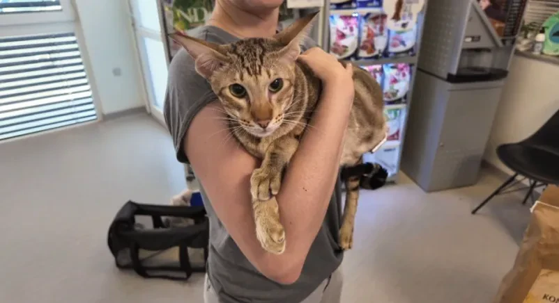 Veterinar Pomurje