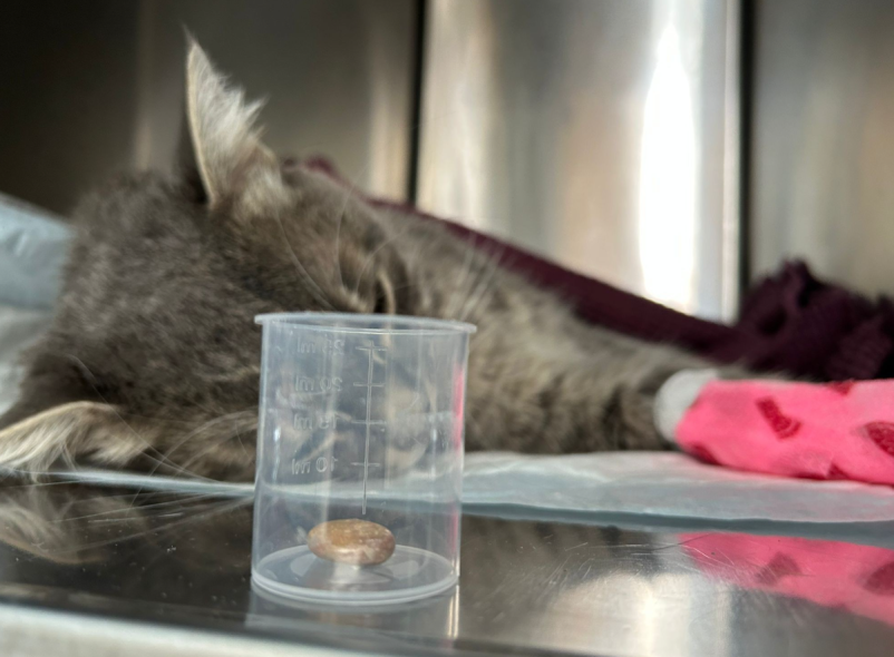 Zdravljenje živali Pomurje