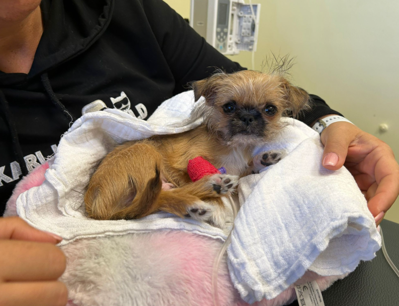 Veterinarska oskrba Pomurje