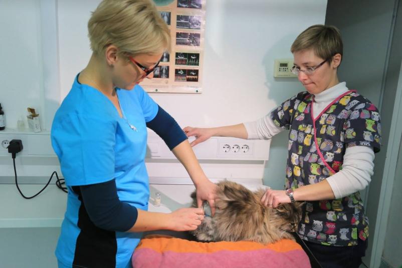 Veterinar Posavje, Dolenjska