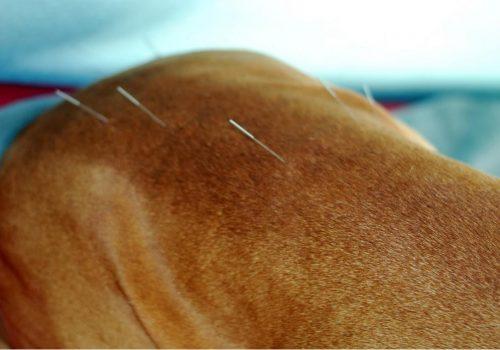 Veterinarska oskrba Posavje, Dolenjska