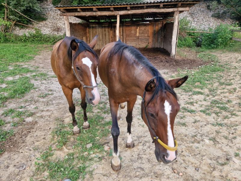 Dobra hipoterapija Ljubljana, okolica