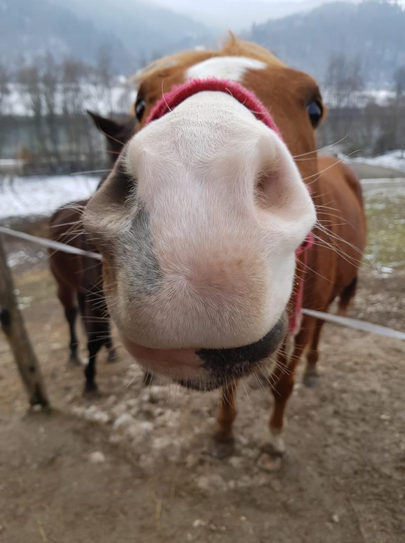 Terapija s pomočjo konja Ljubljana