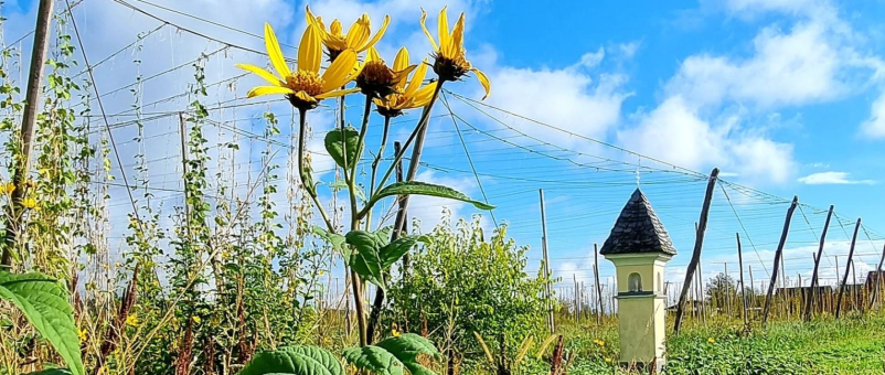 Javna naročila Tabor