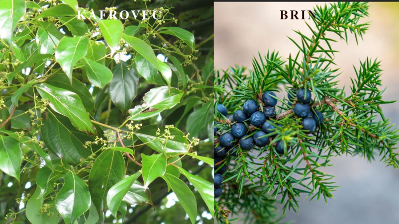 Najboljša kozmetika iz naravnih sestavin Slovenija