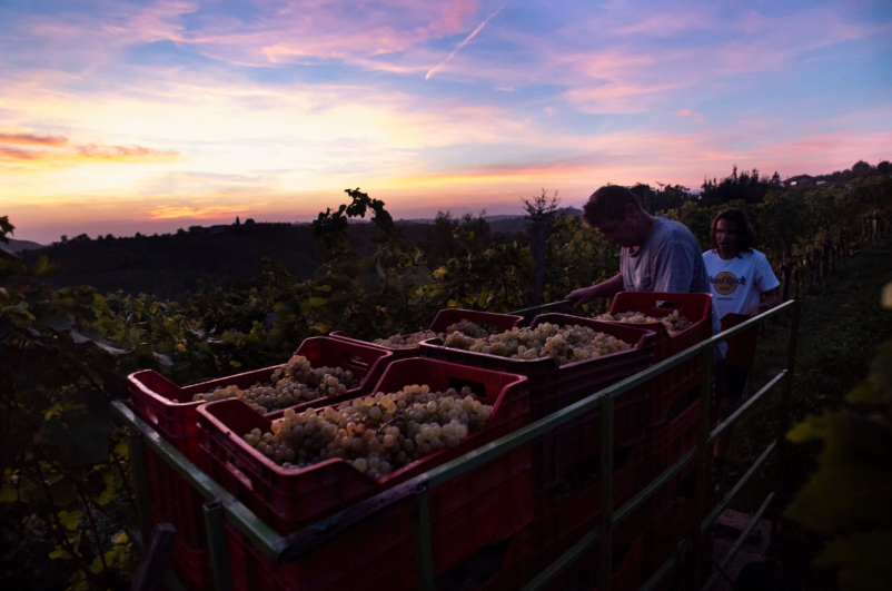 Najboljša turistična kmetija Brda