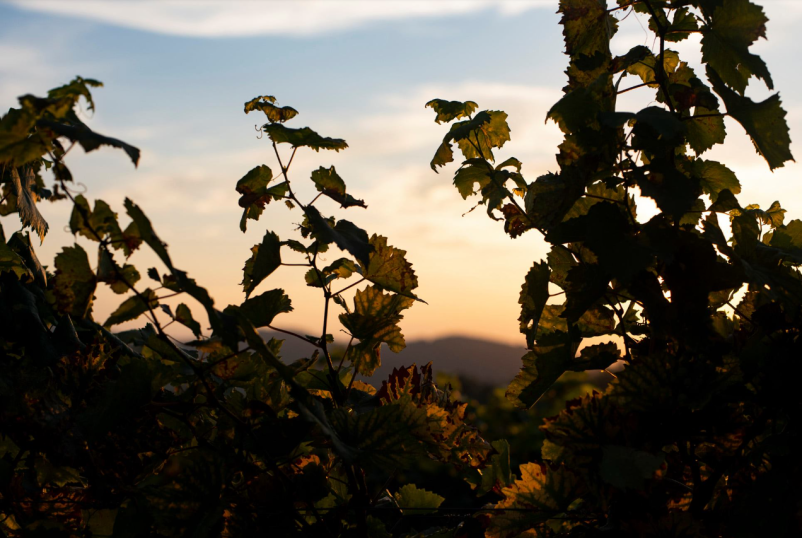 Gostinska ponudba na turistični kmetiji Brda