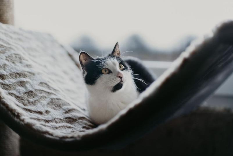 Fotografiranje hišnih ljubljenčkov Posavje