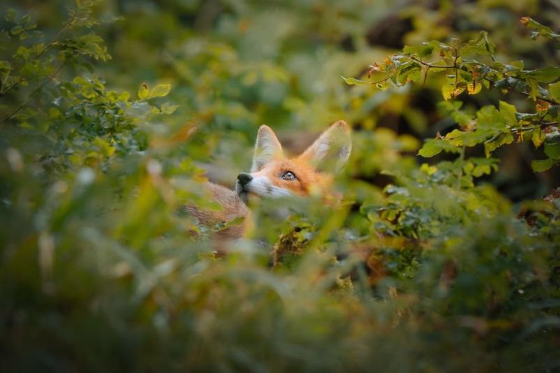 Fotografiranje živali