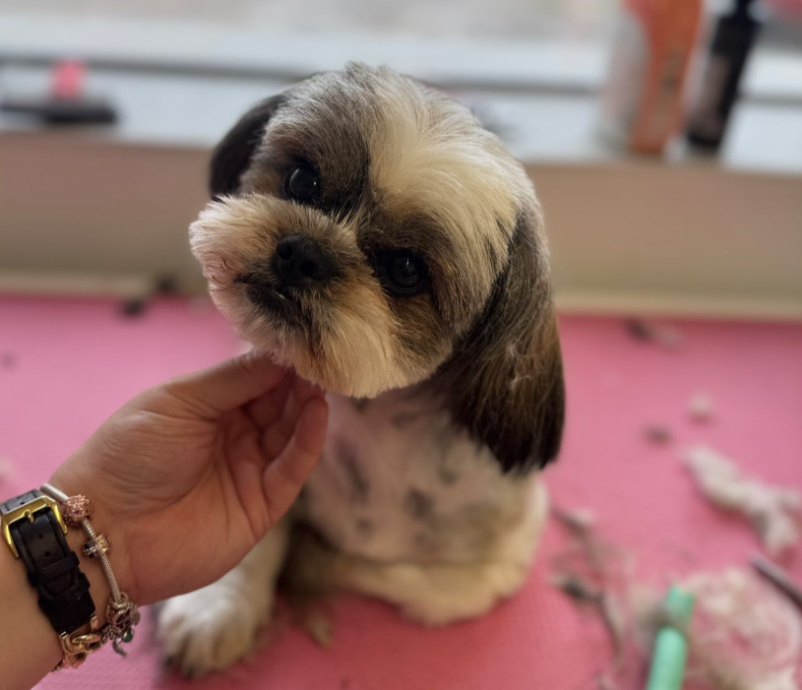 Salon za pse Murska Sobota