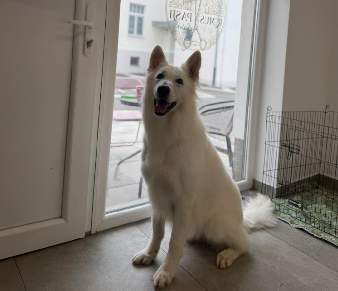 Ugodna nega psov v Murski Soboti