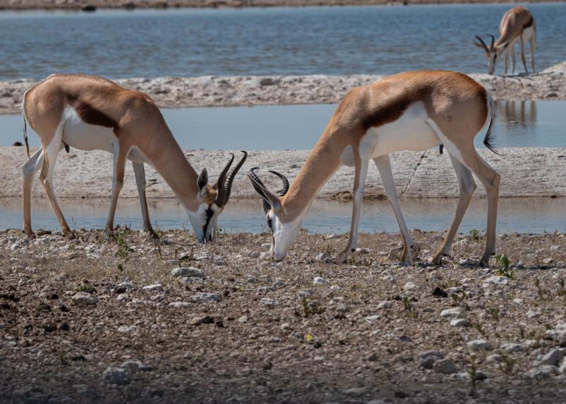 Raziščite prekrasno Namibijo