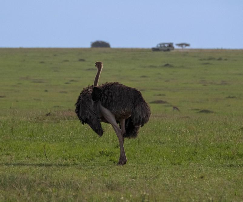 Organizacija popotovanja na kenijski safari