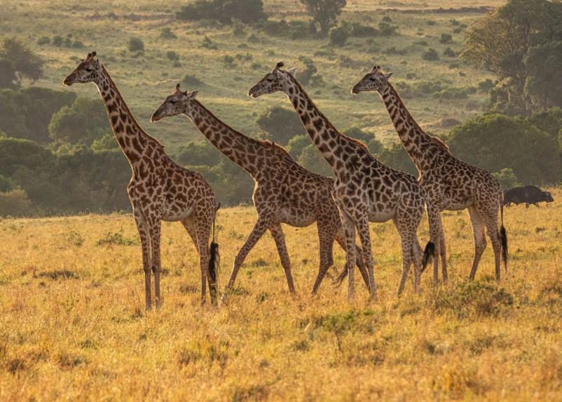 Organizacija potovanja na safari Kenija, Slovenija