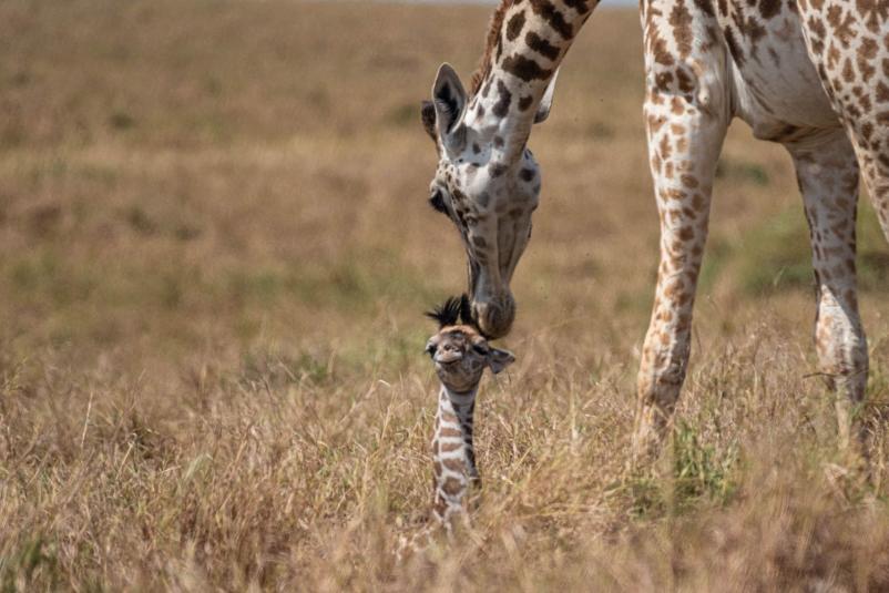 V Kenijo s turistično agencijo
