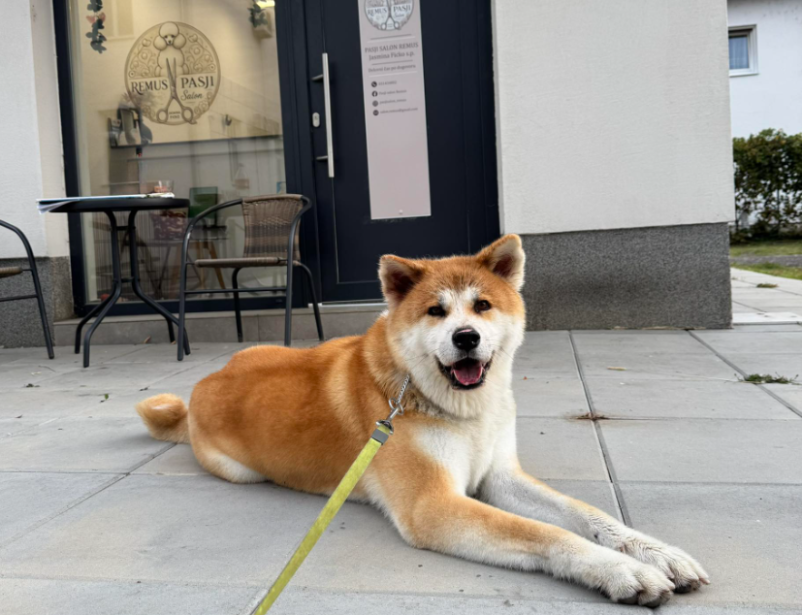 Dober pasji salon Murska Sobota