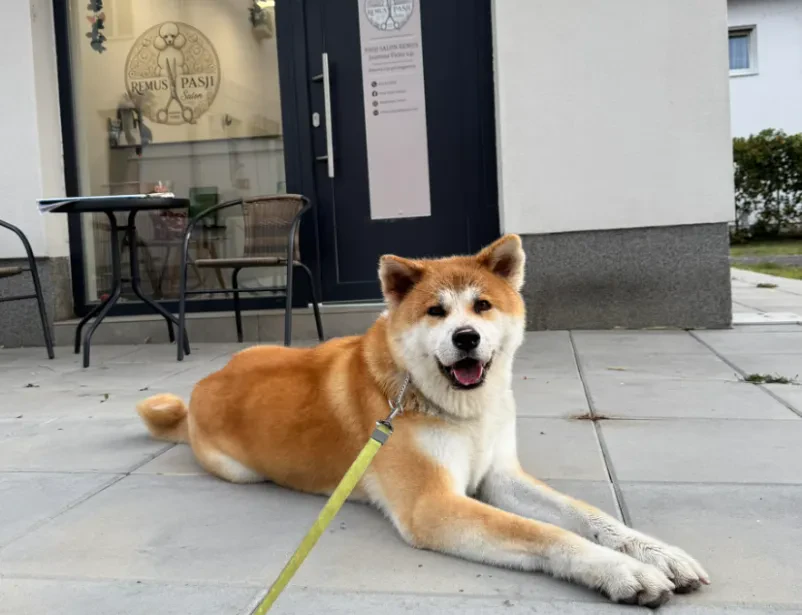 Dober pasji salon Murska Sobota