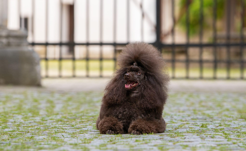 Nega psov Murska Sobota