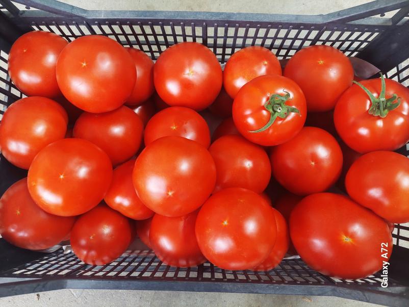 Pridelava domače zelenjave Krško, Dolenjska