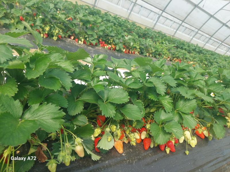 Kmetijska pridelava in prodaja sezonskih pridelkov Dolenjska