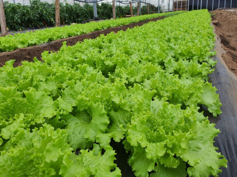 Prodaja zelenjave ekološke pridelave Ljubljana