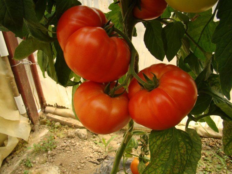 Prodaja EKO zelenjave Ljubljana